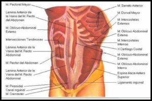 musculfef